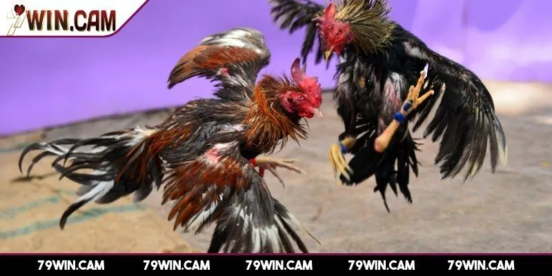 Đá gà 79Win 1 Tìm hiểu sơ lược game đá gà 79Win