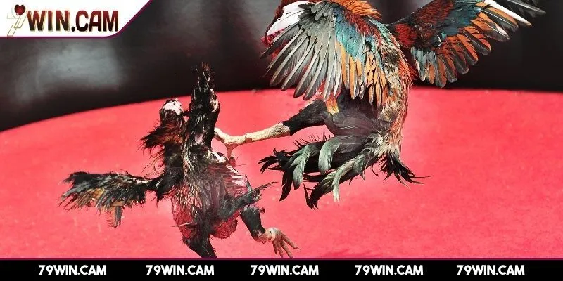 Đá gà 79Win 2 Điểm nổi bật giúp đá gà 79Win hút lượt tham gia